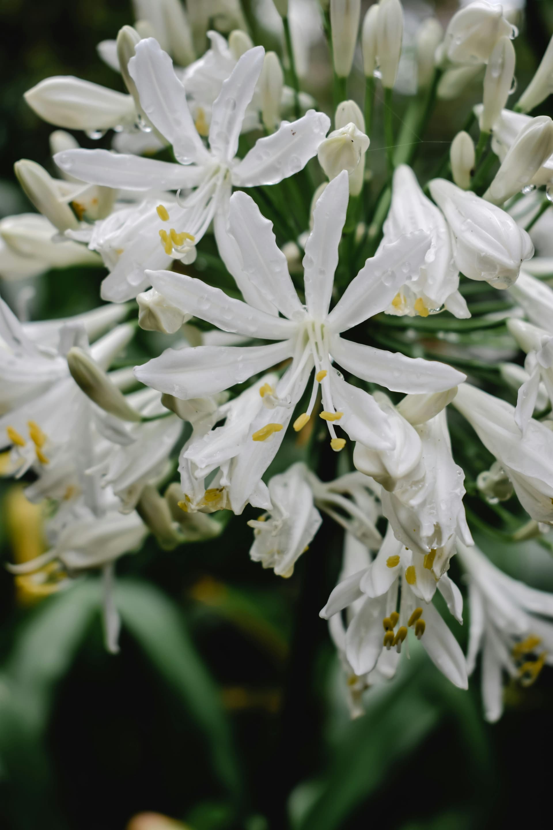 Portugal Golden Visa Changes: What's Still Available in 2025